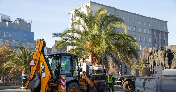 Cztery palmy zostały przeniesione z katowickiego rynku w cieplejsze miejsce. Przetransportowano je już do hali należącej do Katowickich Wodociągów. Na rynek mają wrócić wiosną przyszłego roku.