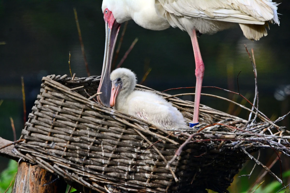 Gdańsk może pochwalić się nowymi ptakami, które niedawno wykluły się w tamtejszym zoo. Jak co roku zoo powitało młode flamingi, pingwiny, a także koskoroby, ale to nie koniec ptasich sukcesów. Po raz pierwszy w zoo pojawiły się młode drzewice dwubarwne, warzęchy czerwonolice, a także ara zielona oraz urubu różowogłowy.
