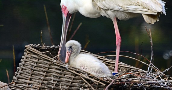 Gdańsk może pochwalić się nowymi ptakami, które niedawno wykluły się w tamtejszym zoo. Jak co roku zoo powitało młode flamingi, pingwiny, a także koskoroby, ale to nie koniec ptasich sukcesów. Po raz pierwszy w zoo pojawiły się młode drzewice dwubarwne, warzęchy czerwonolice, a także ara zielona oraz urubu różowogłowy.