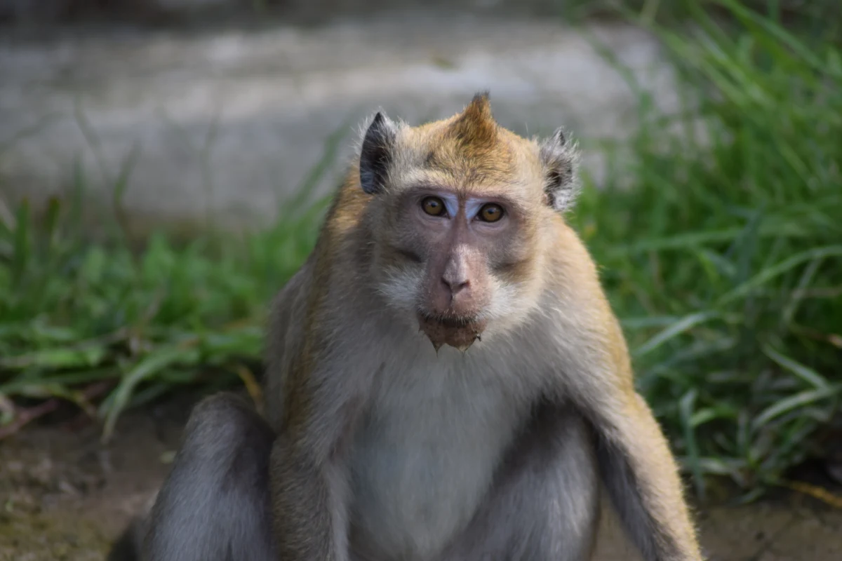 40 małp uciekło z ośrodka badawczego w Karolinie Południowej w Stanach Zjednoczonych. "Mieszkańcom stanowczo zaleca się zabezpieczenie drzwi i okien, aby zapobiec wejściu tych zwierząt do domów" - poinformował departament policji w Yemassee. 