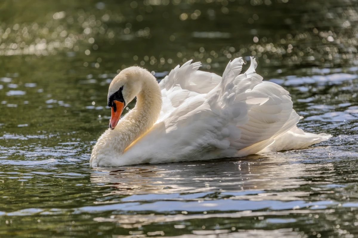 Ognisko ptasiej grypy w województwie śląskim. Znaleziono około 70 martwych łabędzi w rejonie zbiornika Racibórz Dolny. Badania wykazały, że ptaki zakażone były wysoce zjadliwym wirusem H5N1. 