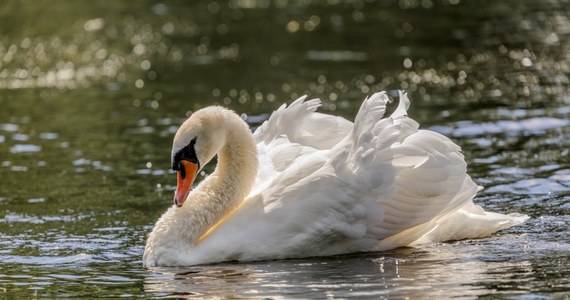 Ognisko ptasiej grypy w województwie śląskim. Znaleziono około 70 martwych łabędzi w rejonie zbiornika Racibórz Dolny. Badania wykazały, że ptaki zakażone były wysoce zjadliwym wirusem H5N1. 