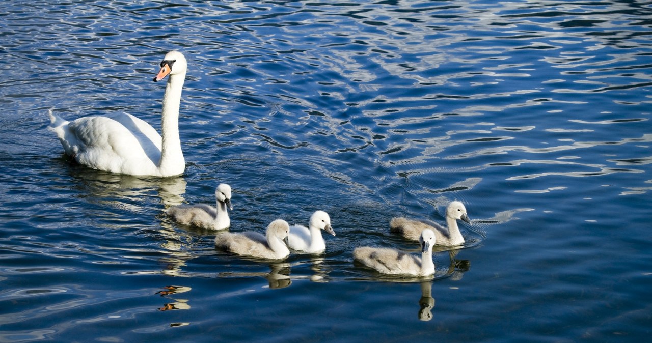  Łabędzie umierają jeden po drugim. Zakaz wejścia na teren zbiornika