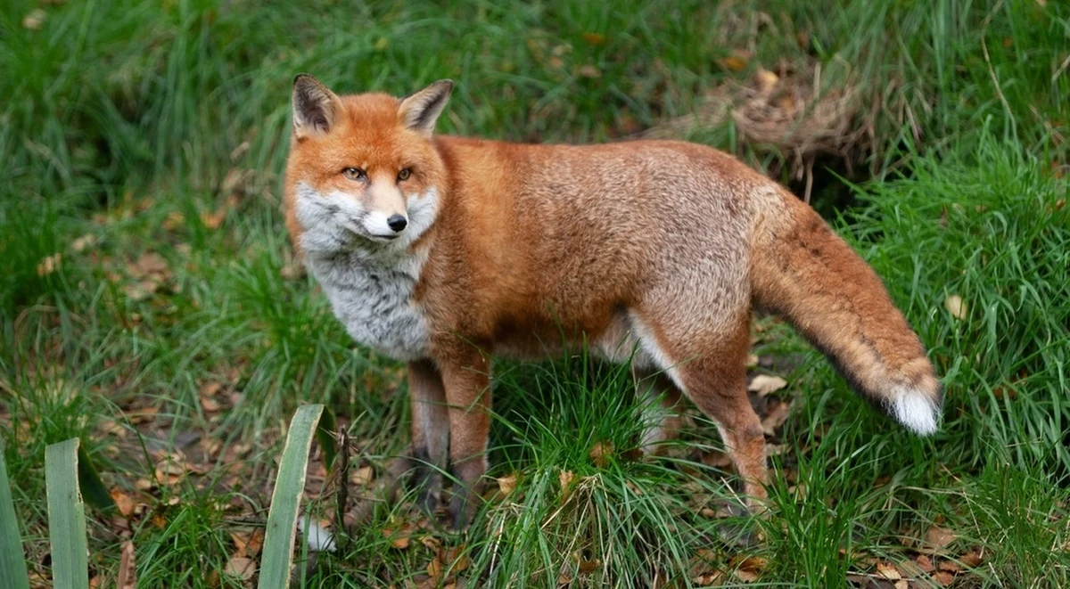 Kolejne ogniska wścieklizny wykryto w województwie lubelskim - informuje dziennikarz RMF FM Dominik Smaga. To obecnie najbardziej zagrożony tą chorobą region w Polsce.