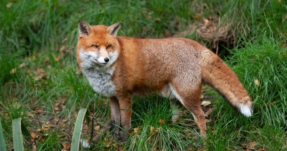 Kolejne ogniska wścieklizny wykryto w województwie lubelskim - informuje dziennikarz RMF FM Dominik Smaga. To obecnie najbardziej zagrożony tą chorobą region w Polsce.