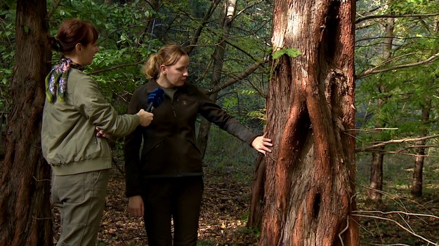 Zanim posadzimy wymarzone drzewo w ogrodzie- warto zobaczyć jak będzie wyglądać za 30 lat. Arboretum Leśne w Puszczy Zielonce koło Poznania ma u siebie egzotyczne drzewa, które sprawdzą się w naszym klimacie. Adrianna Borowicz.