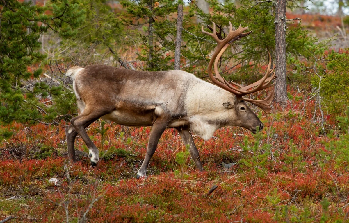W piątek w lapońskim Inari odnotowano 12,6 st. Celsjusza. Tym samym pobity został dotychczasowy rekord temperatury utrzymujący się od 1975 r. Wówczas w listopadzie na północy Finlandii było plus 11 st. - poinformowały służby meteorologiczne.