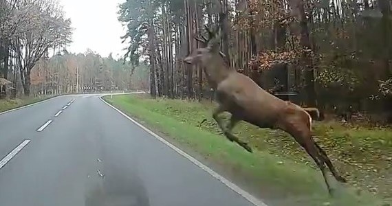 Do groźnego zdarzenia doszło na drodze wojewódzkiej w Śląskiem. Jeleń przeskoczył nad jadącym autem. Ten moment zarejestrowała samochodowa kamera.