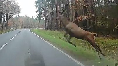 O krok od tragedii. "Jeleń-akrobata" przeskakuje nad autem [FILM]