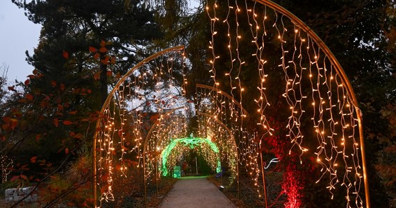 W Ogrodzie Botanicznym Uniwersytetu Warszawskiego otwarto dziś wystawę iluminacji. Ekspozycja "Magiczny Botaniczny" będzie dostępna do 16 lutego. 