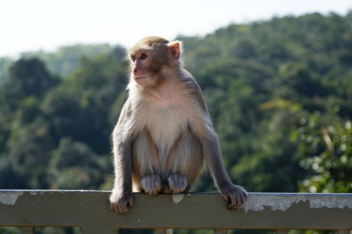 Udało się schwytać 24 małpy, które uciekły w czwartek 7 listopada z ośrodka badawczego w Karolinie Południowej. Zwierzęta nie doznały one żadnych obrażeń. Na wolności wciąż jednak pozostaje 19 tych zwierząt. 