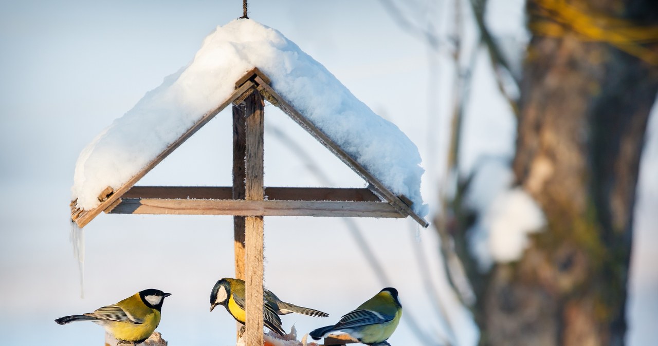 O tym pamiętaj, dokarmiając ptaki. Leśnicy przypominają najważniejsze zasady