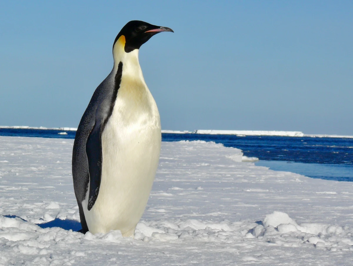 Pingwiny cesarskie to zwierzęta żyjące na Antarktydzie. Są doskonałymi pływakami i - jak niedawno udowodnił jeden z nich - potrafią pokonywać ogromne odległości. Do brzegów Australii przypłynął bowiem pierwszy w historii pingwin cesarski. Ptak pokonał ponad 3,2 tys. kilometrów.