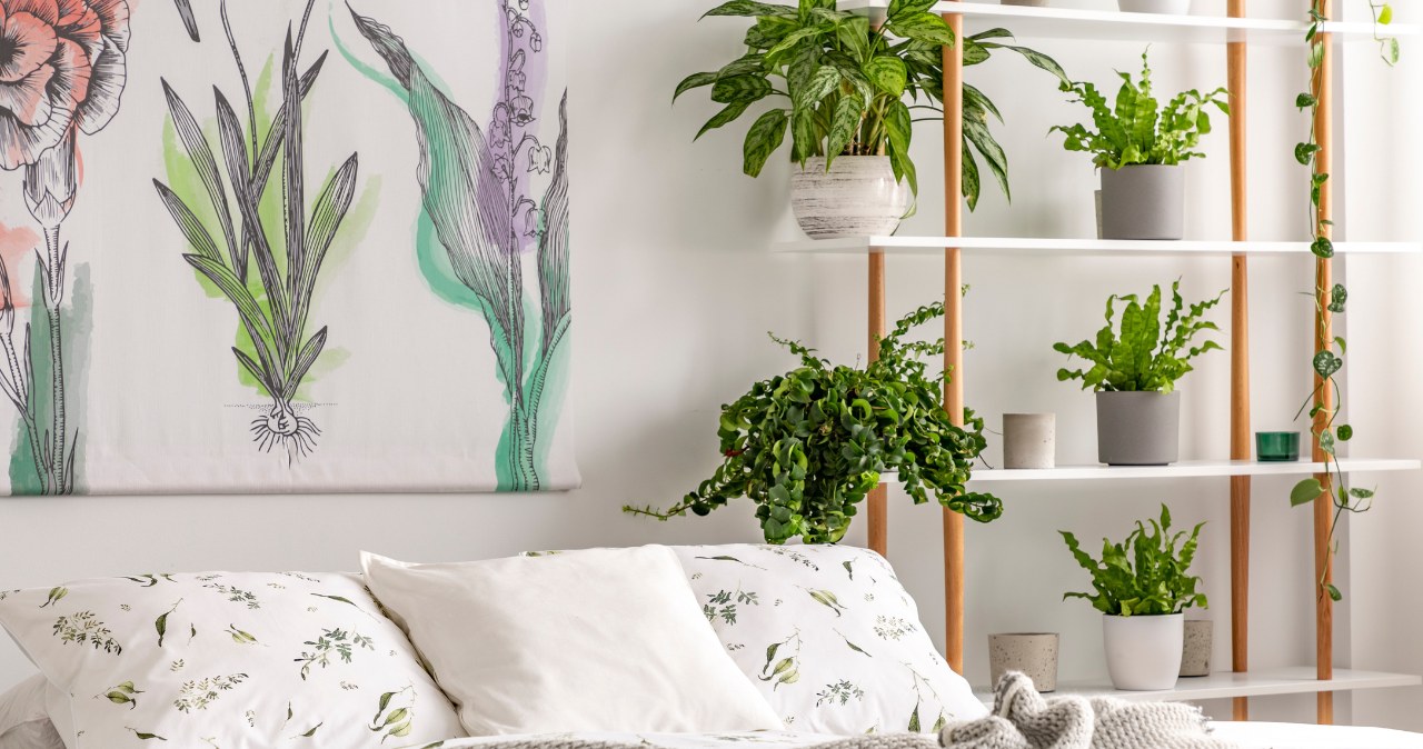 Dzięki tym roślinom możesz rzadziej sprzątać. Doskonale pochłaniają kurz