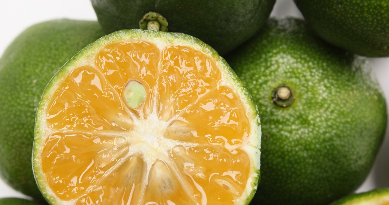 Kwaśna mandarynka z Okinawy to owoc długowieczności. Wspomaga serce, działa przeciwzapalnie