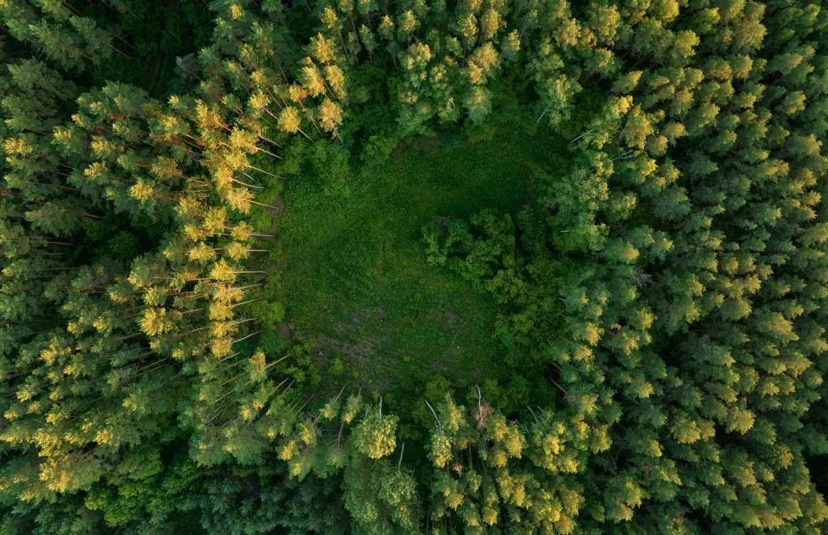 NIK krytycznie oceniła dwa projekty Lasów Państwowych. Pierwszy z nich - "Leśne Gospodarstwa Węglowe" - pochłonął 65,5 mln złotych, a drugi - "Lasy Węglowe" - 400 mln złotych. Zdaniem izby żaden z tych projektów nie przyczynił się do redukcji CO2, a oba odwróciły uwagę od intensywnej wycinki drzew.