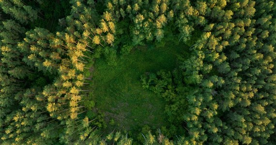 NIK krytycznie oceniła dwa projekty Lasów Państwowych. Pierwszy z nich - "Leśne Gospodarstwa Węglowe" - pochłonął 65,5 mln złotych, a drugi - "Lasy Węglowe" - 400 mln złotych. Zdaniem izby żaden z tych projektów nie przyczynił się do redukcji CO2, a oba odwróciły uwagę od intensywnej wycinki drzew.