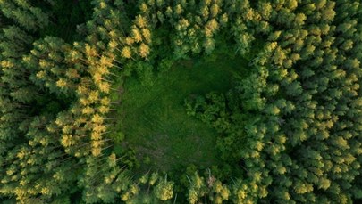 NIK krytykuje kosztowne programy Lasów Państwowych. "Nie ograniczyły emisji CO2"