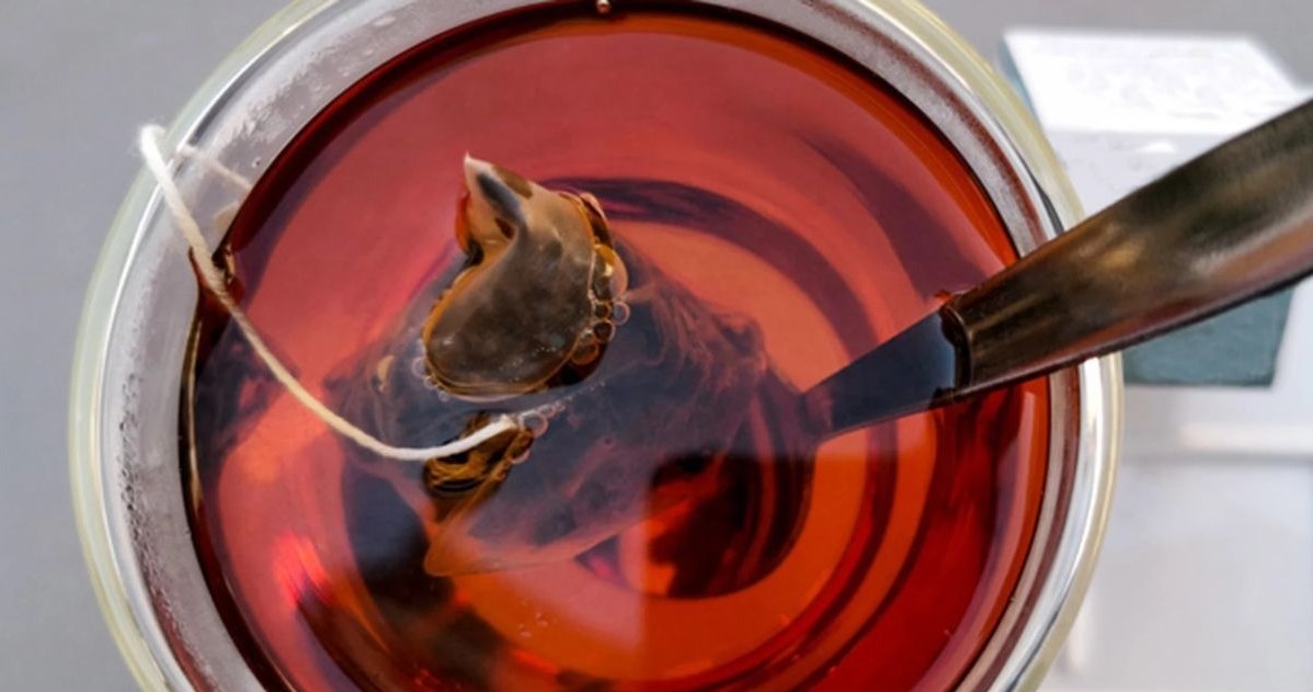 Zbija wagę, opóźnia starzenie i wspiera pracę wątroby. Czerwoną herbatę warto pić codziennie