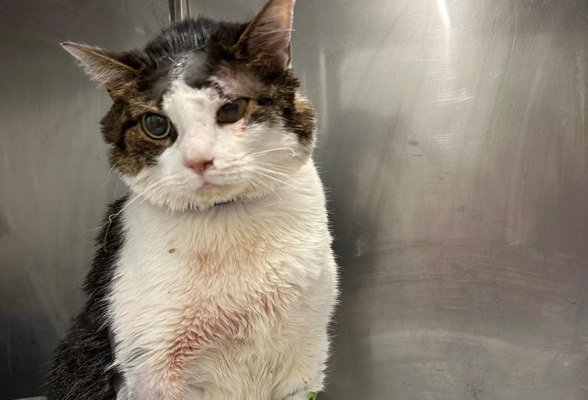 Krakowscy policjanci interweniowali w weekend w jednym z domów na krakowskim Kurdwanowie. Dostali sygnał od sąsiadów, którzy usłyszeli niepokojące odgłosy kota. Zwierzę zostało pobite i okrutnie okaleczone. 