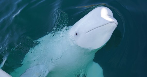 Hvaldimir, białucha arktyczna, która przed pięcioma laty pojawiła się u wybrzeży Norwegii, nie była rosyjskim szpiegiem, ale ssakiem wytrenowanym do ochrony bazy morskiej na kole podbiegunowym. Nowe informacje w tej sprawie przekazał portal BBC.