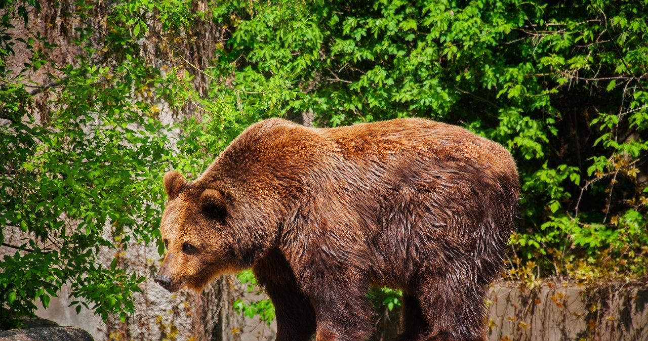  Mięso z niedźwiedzia w słowackiej restauracji. Wybuchł skandal