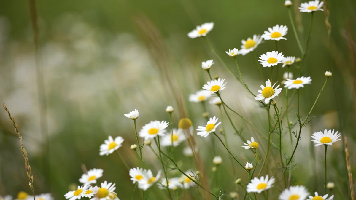 Zaynab Shaik z Republiki Południowej Afryki odkryła cztery nowe gatunki stokrotek. "Nie są to nowo spotkane kwiaty - znaliśmy je od lat. Błędnie braliśmy je za kwiaty innego gatunku" - mówi badaczka. "Ważne, byśmy lepiej rozumieli relacje między roślinami i bioróżnorodność na Ziemi" - podkreśla. 