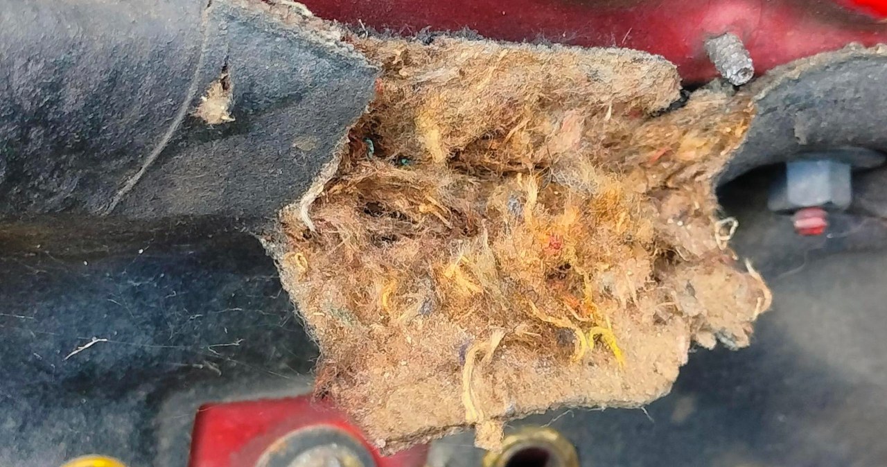 Najlepszy odstraszasz na kuny. Działa i kosztuje grosze