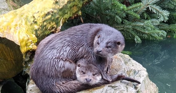 Wydra europejska Nysa - decyzją koordynatora gatunku - wyjeżdża z warszawskiego zoo do Japonii. Ma tam założyć własną rodzinę. Ogrody zoologiczne na całym świecie współpracują w celu ochrony i zwiększania populacji ginących gatunków, takich jak na przykład wydry.