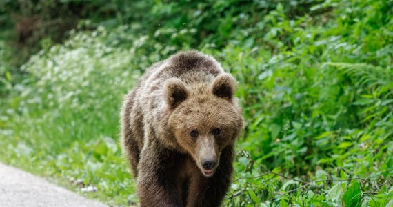 Kalifornijska policja aresztowała cztery osoby, które zainscenizowały atak niedźwiedzia na samochody, by w ten sposób wyłudzić odszkodowanie od ubezpieczycieli. Według ustaleń śledczych oraz biologa, zniszczeń aut dokonał człowiek przebrany za misia.