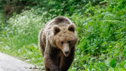 "Operacja Niedźwiedzi Pazur". Próbowali wyłudzić ubezpieczenie metodą "na misia"