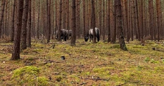 Żyją tak, jak ich całkowicie dzicy przodkowie. 53 koniki polskie mieszkają w lesie koło Klinisk w Zachodniopomorskiem. Zwierzęta są przyjazne, pod warunkiem, że odwiedzający las stosują się do zasad. Niemal wszystkie są też grzeczne. Niemal, bo trzy koniki to weterani ucieczek z zagrody. Młody ogier i dwie klacze regularnie dają nogę w las, gdzie znajdują je grzybiarze.