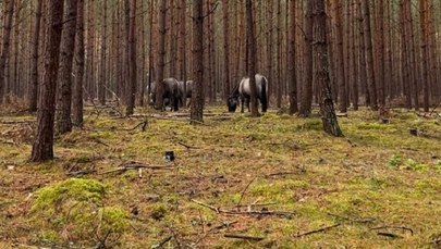 Kłopotliwe koniki z Klinisk. W stadzie są weterani ucieczek z zagrody 