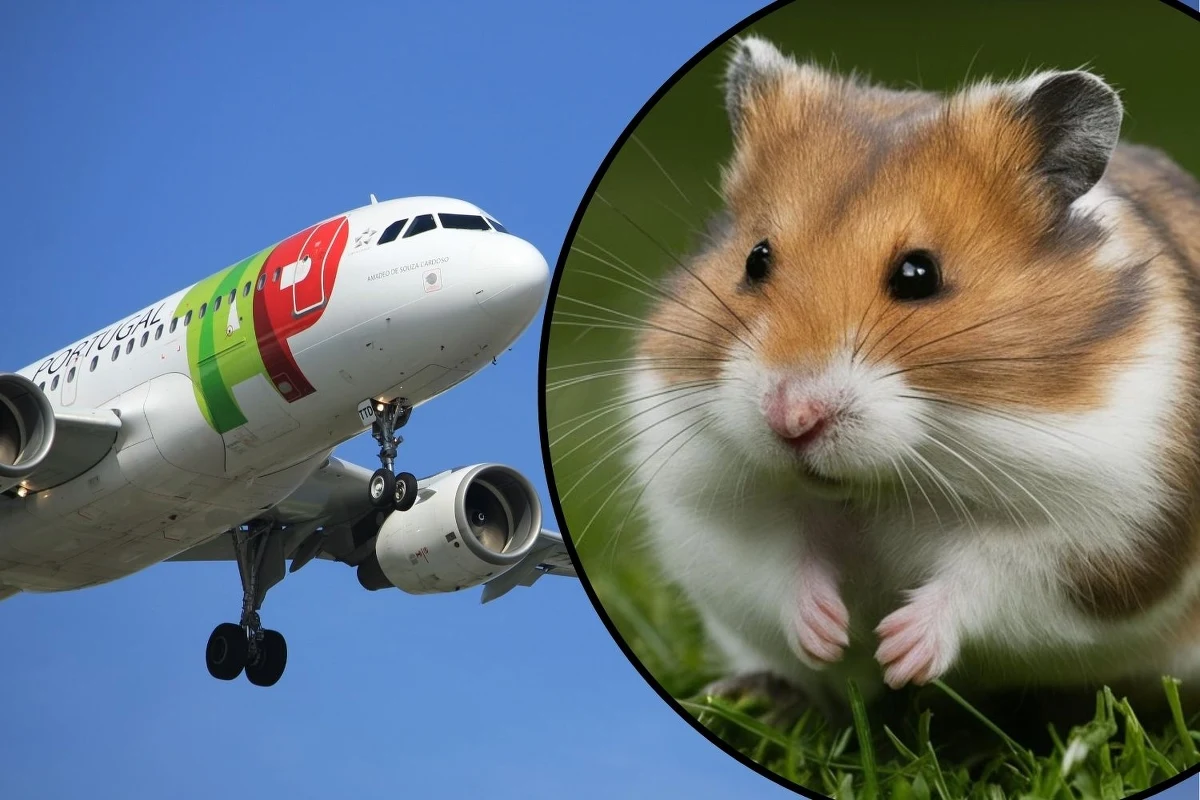 Nietypowa sytuacja na pokładzie samolotu pasażerskiego linii TAP, który z Lizbony miał przetransportować kilkaset chomików na Azory. Zwierzęta wydostały się z uszkodzonych skrzynek w luku bagażowym przez co maszyna przez pięć dni nie mogła wylecieć w drogę powrotną do stolicy Portugalii. 
