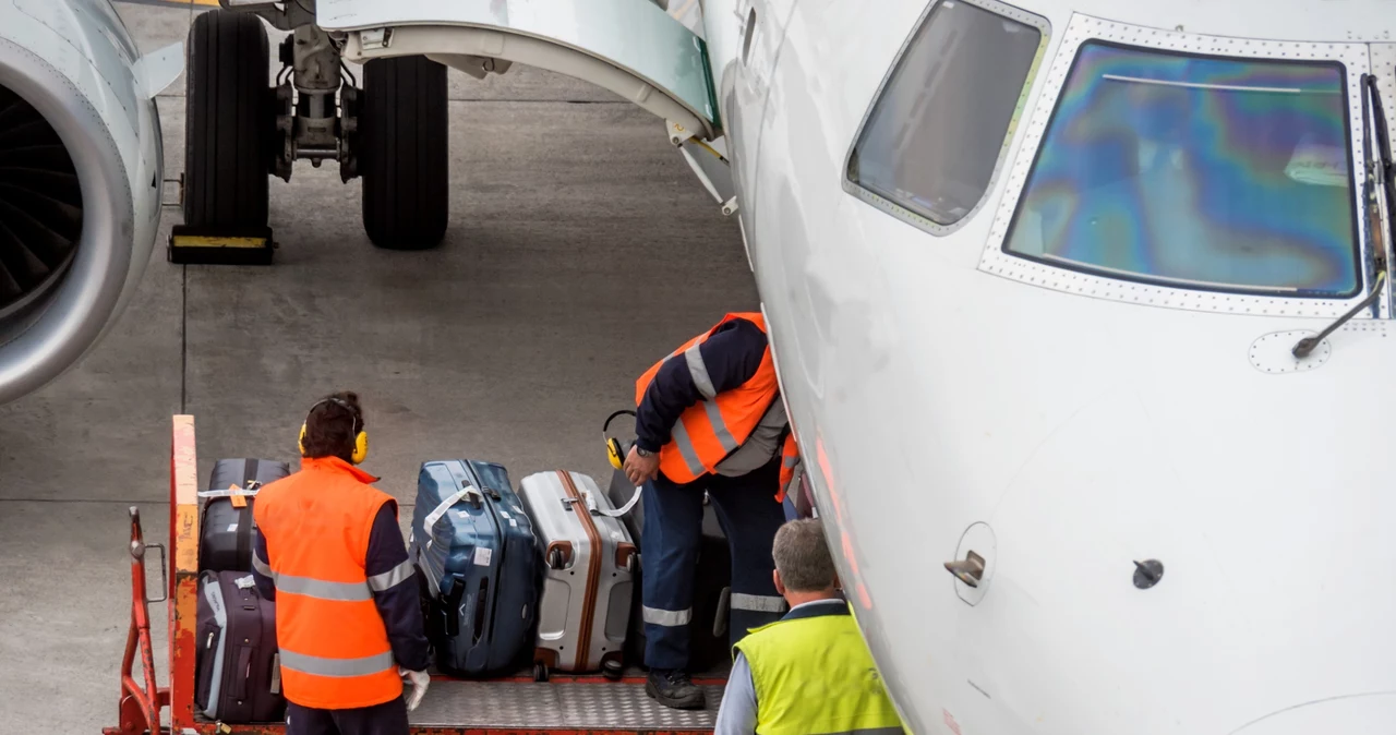 Podczas transportu samolotem z klatek uciekło ponad 130 chomików