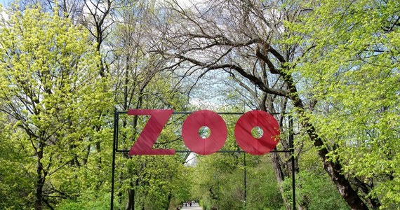 Stołeczny ogród zoologiczny rozpoczął mikołajkową zbiórkę prezentów dla zwierząt. Chętni mogą od dziś do 30 listopada przynosić prezenty. "Prosimy o czystość i fabryczne opakowanie produktów – to bardzo ważne dla zdrowia zwierząt" – przekazało zoo.