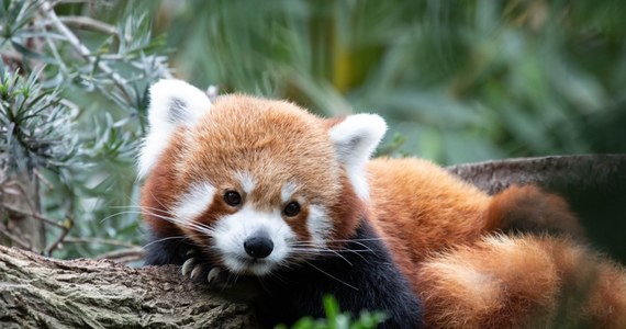 Nie żyje trzymiesięczna panda ze szkockiego zoo. Roxie zmarła w wyniku silnego stresu wywołanego przez fajerwerki. Eksperci z Królewskiego Towarzystwa Zoologicznego Szkocji przyznali, że zwierzę zadławiło się własnymi wymiocinami. 