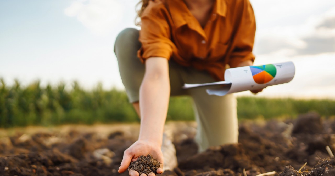 Jesienne sadzenie warzyw. Listopad to ostatni moment