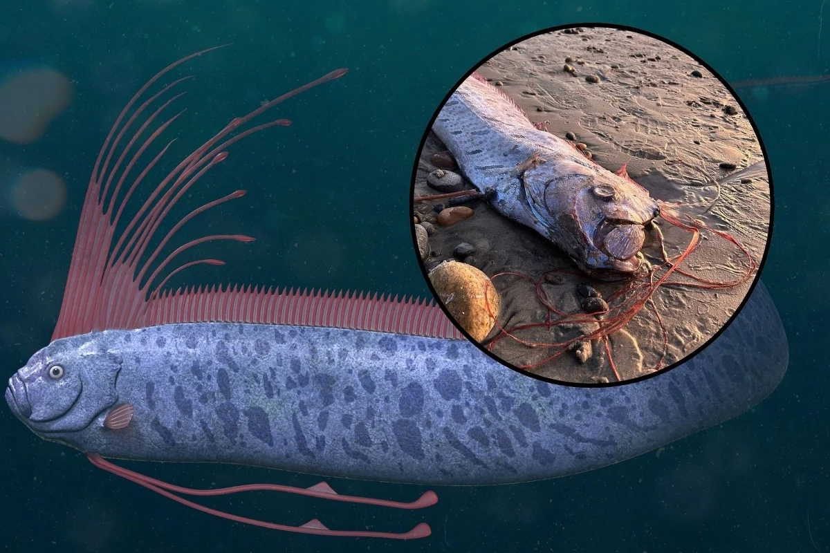 W Kalifornii ocean wyrzucił na brzeg wstęgora królewskiego. To ryba głębinowa uważana za "zwiastuna złych wieści". Jej pojawienie się – według legend – może zwiastować katastrofy naturalne. 