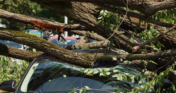 Co najmniej dwie osoby zginęły w wyniku "bomby cyklonowej", która przeszła przez zachodnią część stanu Waszyngton w USA. Tysiące osób wciąż nie ma prądu. Niektórzy będą go pozbawieni przez wiele dni.