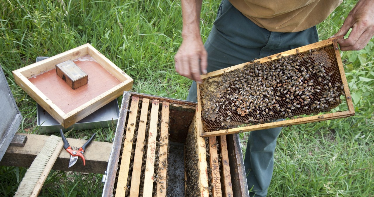 Pszczelarze mają duży problem. Na północy Polski groźna choroba pszczół