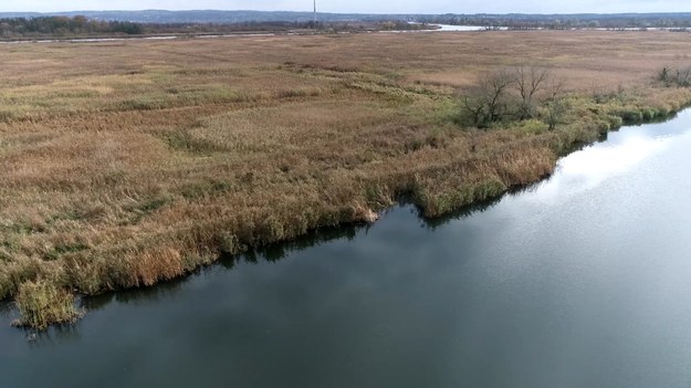 To ostatnia prosta do utworzenia w Polsce nowego parku narodowego Doliny Dolnej Odry. Mowa o 6000 hektarów. Samych ptaków żyje tu blisko 200 gatunków, w tym wiele zagrożonych wyginięciem. Adrianna Borowicz.