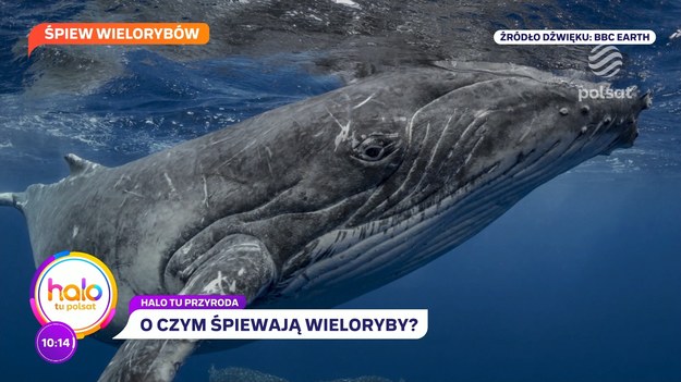 Gościem “halo tu polsat” był dr Mikołaj Gołachowski – przyrodnik i polarnik, który zdradził widzkom i widzom tajemnice... wielorybich pieśni. Dlaczego te morskie ssaki wydają dźwięki, które kojarzą nam się z pieśniami i które z nich uchodzą za najbardziej muzykalne? 