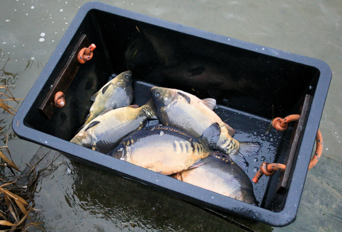 Rozpoczął się szczyt sezonu w rybackich gospodarstwach, gdzie hodowany jest karp - ruszyły przygotowania do grudniowej sprzedaży tych ryb. Z hodowcami karpi - dokładnie miesiąc przed Wigilią - rozmawiał reporter RMF FM Michał Dobrołowicz. Czy ceny będą wyższe niż rok temu?