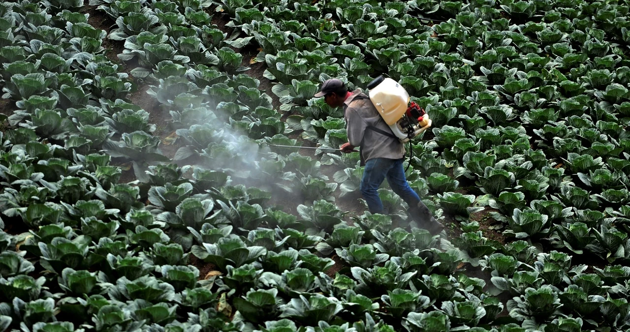 Fumigacja na plantacji kapusty. Polskie służby ostrzegają przed działaniem środków ochrony roślin. Zdj. ilustracyjne