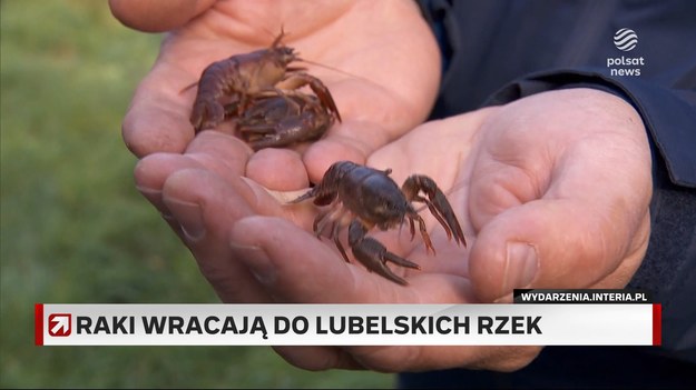 Prawie tysiąc raków - do rzek na Lubelszczyźnie - wypuścili w tym roku przyrodnicy. Odpowiedź na pytanie, gdzie raki zimują, jest tym razem wyjątkowo łatwa. Przyrodnicy liczą, że raki się zadomowią i że wrócą czasy, kiedy rak szlachetny był w Polsce gatunkiem pospolitym. 