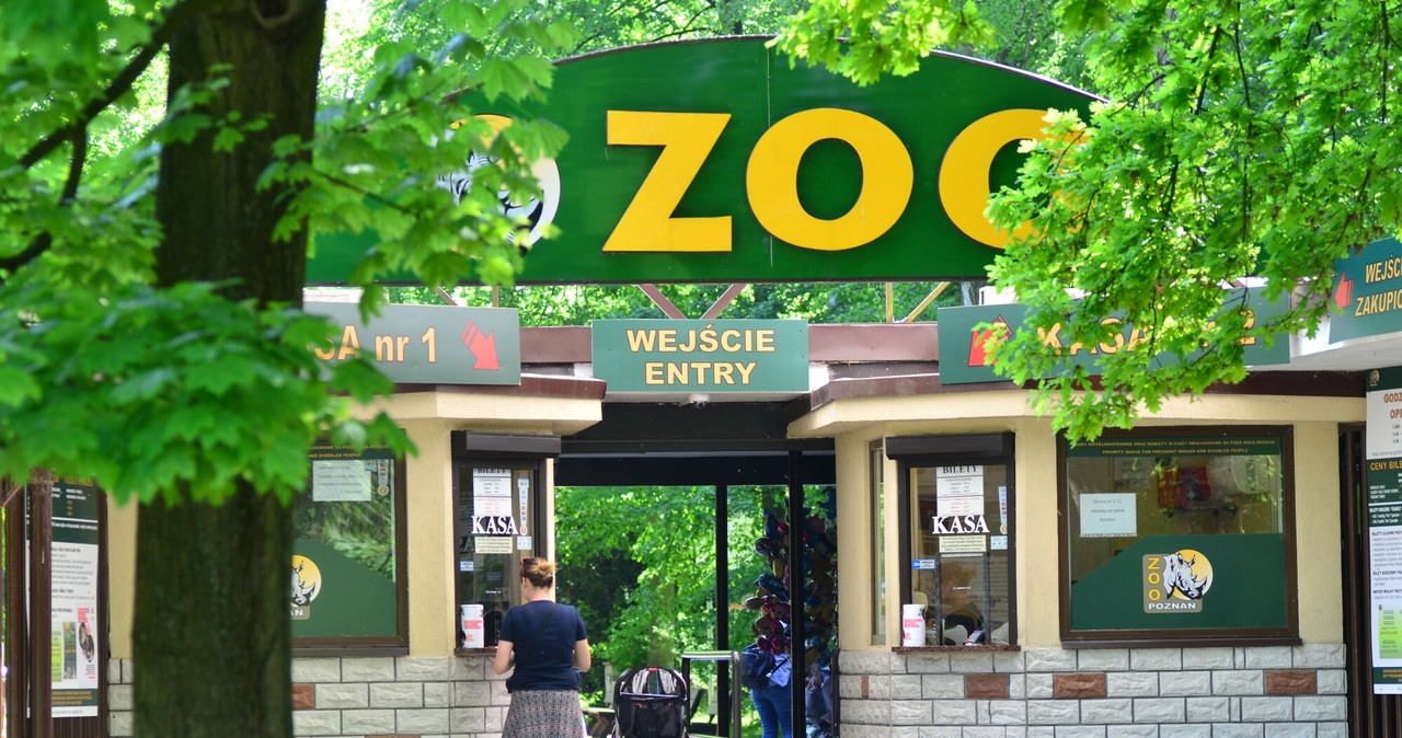  Polskie zoo wróciło do prestiżowej elity. To da mu szansę na rozwój