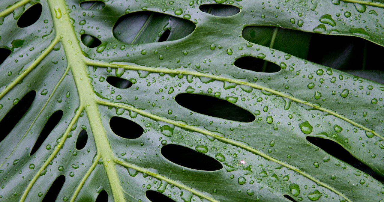 Jak często podlewasz monsterę? Kwiaciarka zdradza najlepszy sposób