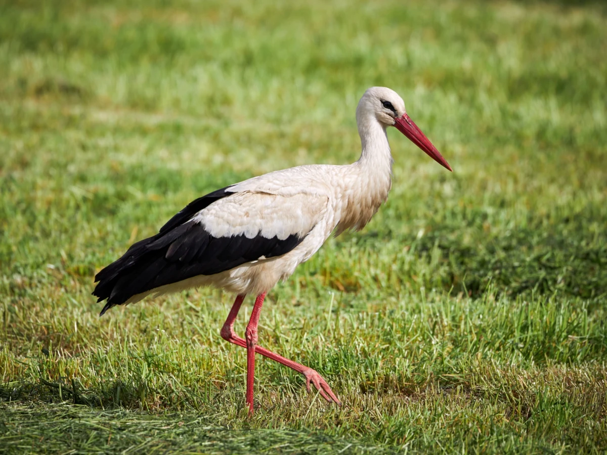Polska straciła 10 proc. bocianów - to wstępne wyniki liczenia tych ptaków, które odbywa się w Europie raz na 10 lat. Tymczasem na Zachodzie są kraje, w których przybywa bocianów. Przyczynia się do tego... nasze podejście do żywności i jej produkcji.
