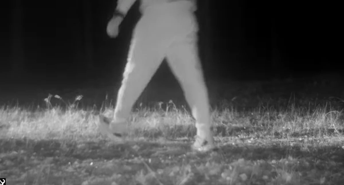 Ustawiona w lesie kamera miała nagrać stado wilków. Nagranie z fotopułapki zaskoczyło jednak wszystkich. Pracownicy znajdującego się w Borach Tucholskich Wdeckiego Parku Krajobrazowego przecierali oczy ze zdziwienia na widok pokazu przedziwnego kung fu w wykonaniu kierowcy seicento. 